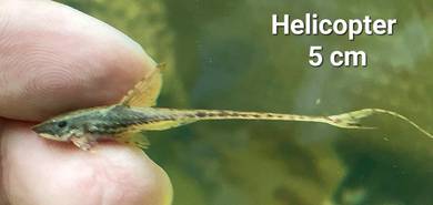 Helicopte Fish/ Bristlenose Pleco / Bandaraya/ 异形