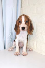 J0601 Beagle Cute Hound Face Happy Puppy