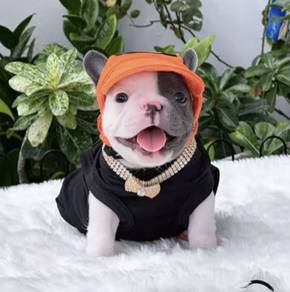 FRENCH BULLDOG PUPPIES VIP95🌻 Cute & Healthy