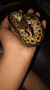snake