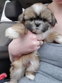 Winsome shih tzu cute long hair toy breed with lon
