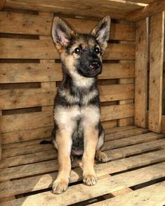 German Shepherd Puppy