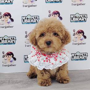 Tiny Poodle