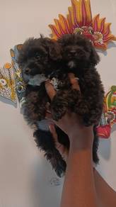 poodle