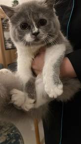 British Longhair Kitten