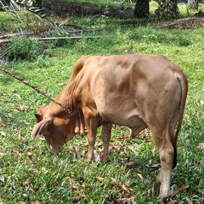 Lembu jantan