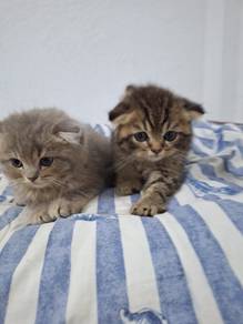 Scottish fold kitten
