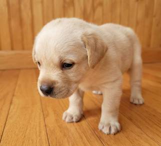 Labrador