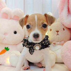 Jack Russell