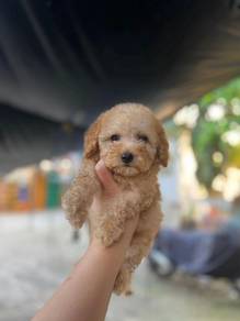 maltipoo11