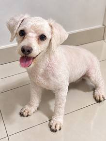 toy poodle for sale