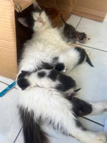 Kucing Parsi
