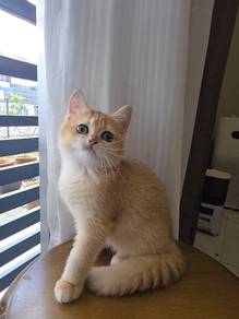British Shorthair BSH NY12