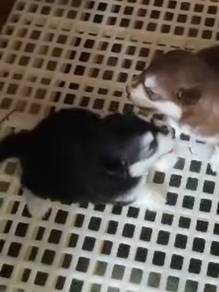 Wooly Husky Puppy (Male) 长毛哈士奇宝宝 男生