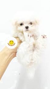 GGSY_G9111 MKA reg. tiny Maltese puppies