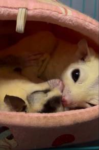 Pair of Sugar glider