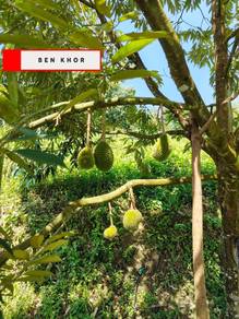 Agricultural Land in Lenggong, PRK