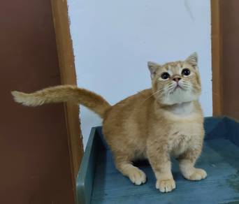Scottish fold Munchkin kitten male