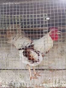 ayam kampung jantan
