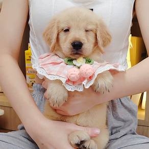 Golden Retriever