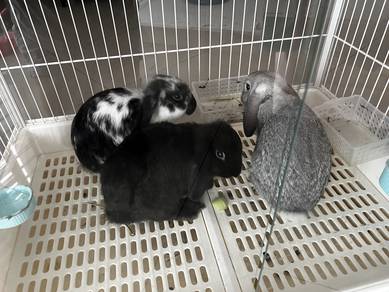 3 Holland Lop + Dayang Rabbit Glass House