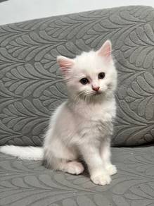Cute Full White Girl Kitten