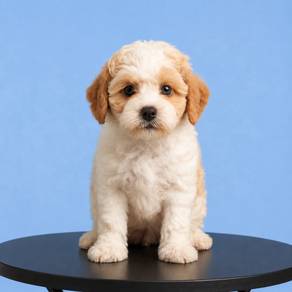 Toy Poodle