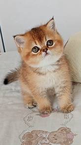 kucing British short hair kitten BSH kitten 