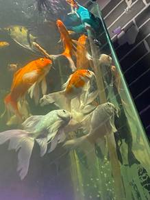 Koi butterfly platinum Good kualiti