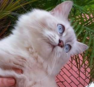 Ragdoll Kitten