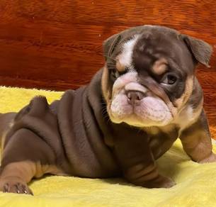 ENGLISH BULLDOG PUPPIES Female C014