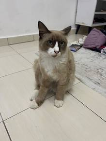 anok kucing kacuk