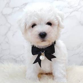 Bichon