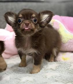 CHIHUAHUA PUPPIES 318 🌷Head Apple Cute Dog