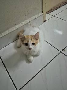 Kitten 4 months