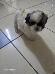 shitzhu mixed maltese