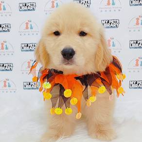 Golden Retriever