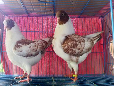 Merpati Modena Anak Muda