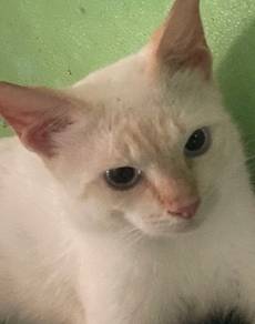 Baka parsi penyek hidung(nenek)+siam+kampung