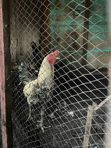 ayam baka baik