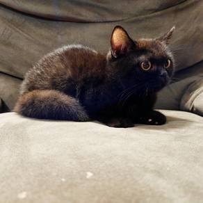 Kitten Munchkin BSH Black