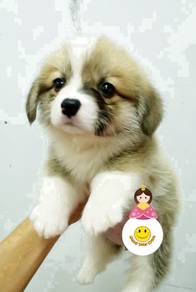SE_866 long coated Welsh Corgi bi color puppy