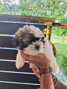 shihtuz 17
