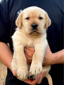 Labrador Puppy 11
