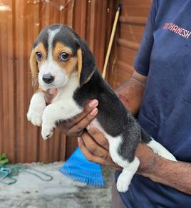 Beagle Puppy