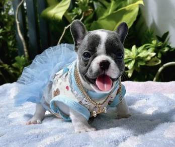 FRENCH BULLDOG PUPPIES VIP146🌻Cute & Healthy Girl