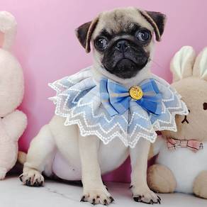 Pug