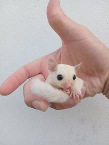 Sugar Glider Leucistic Leu Baby