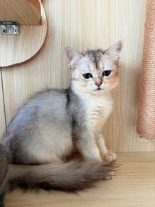 British Long Hair Silver Shaded