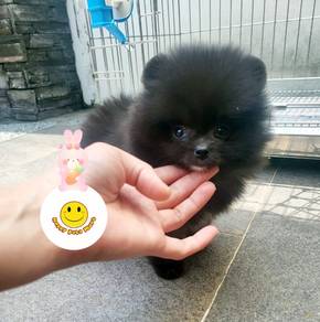 QWWE black haired tiny Pomeranian cute puppy dog